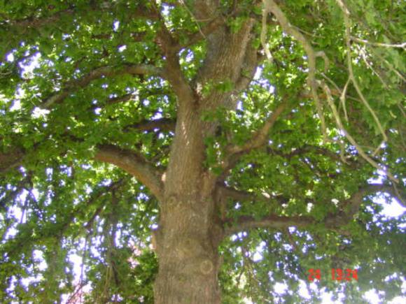 T12064 Quercus robur 