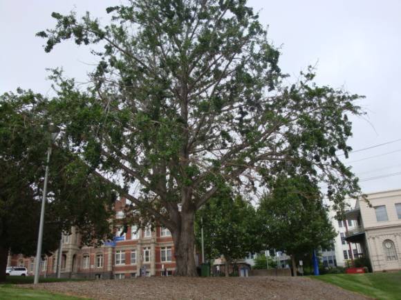 T11620 Gingko biloba