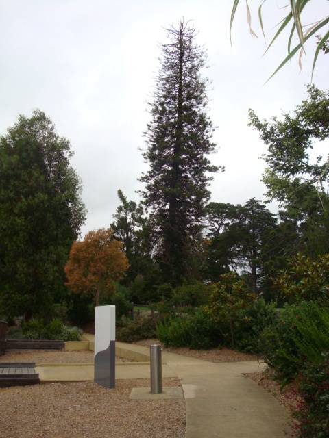 T11605 Araucaria columnaris