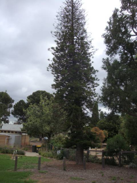 T11605 Araucaria columnaris