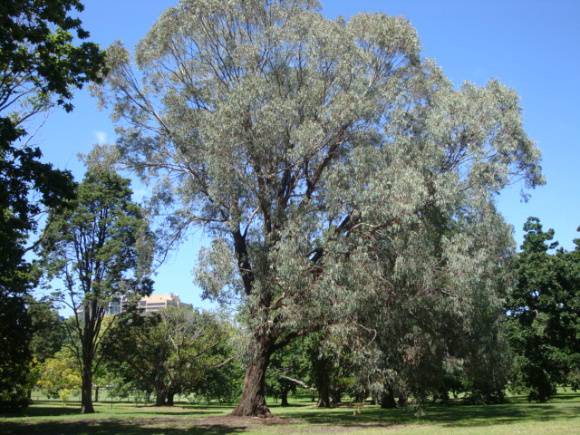 T11857 Eucalyptus chapmaniana