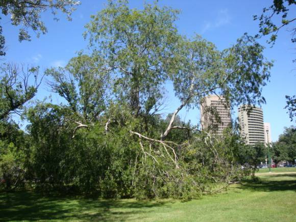 T12072 Ulmus parvifolia