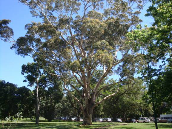 T11865 Corymbia maculata 