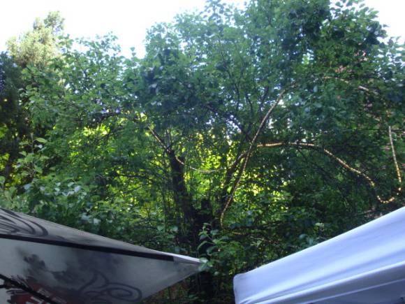 T11905 Pyrus communis