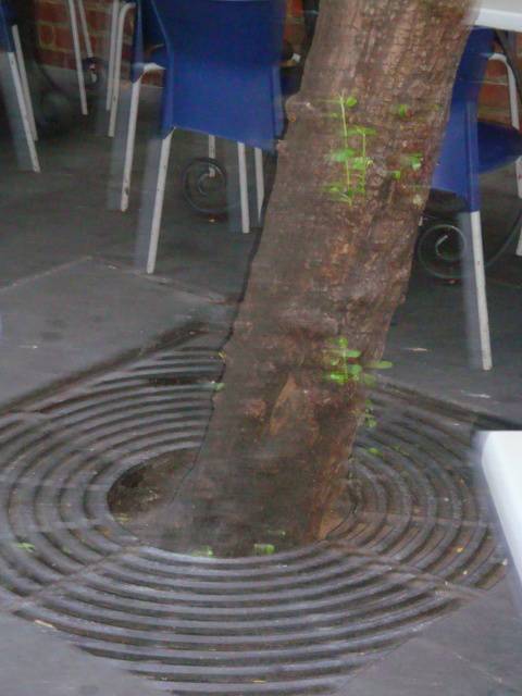 T11905 Pyrus communis