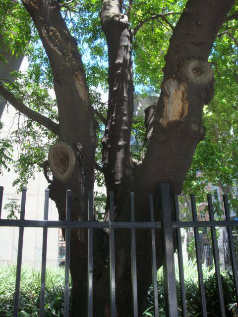 T11904 Gleditsia sinensis