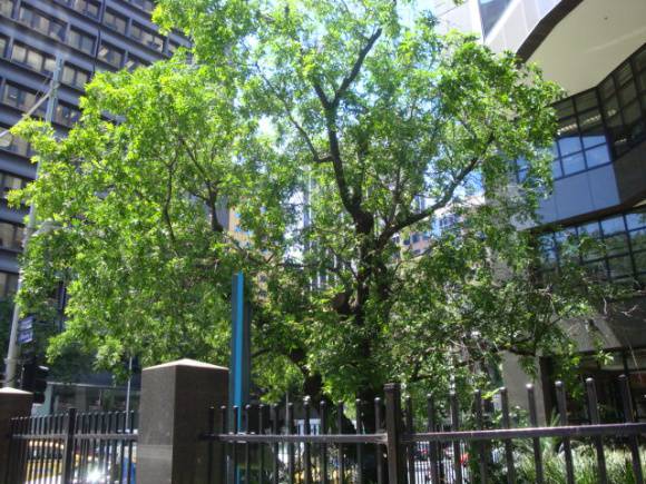 T11904 Gleditsia sinensis