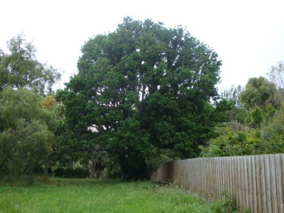 T12028 Picconia excelsa
