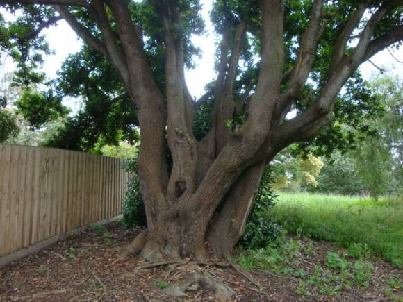 T12028 Picconia excelsa