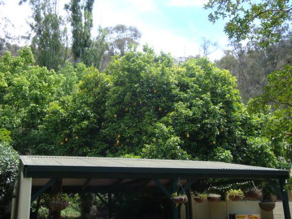 T11397 Citrus maxima 