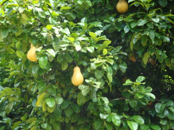 T11397 Citrus maxima