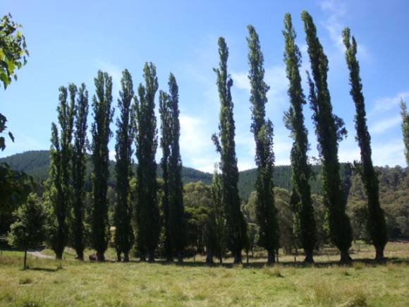 T11399 Populus nigra italica