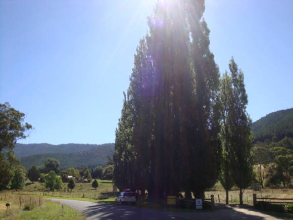 T11399 Populus nigra italica