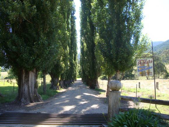 T11399 Populus nigra italica