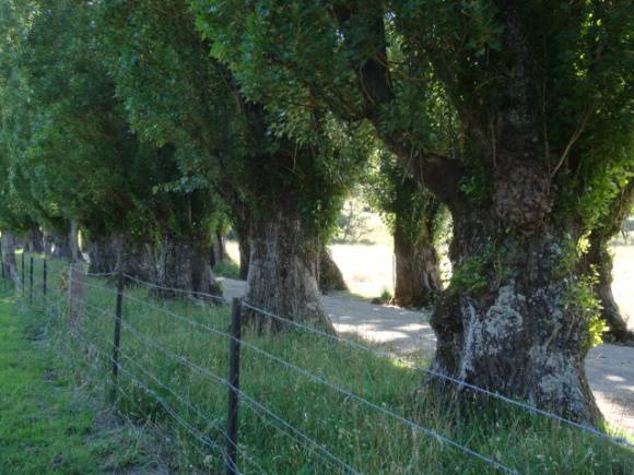 T11399 Populus nigra italica trunks