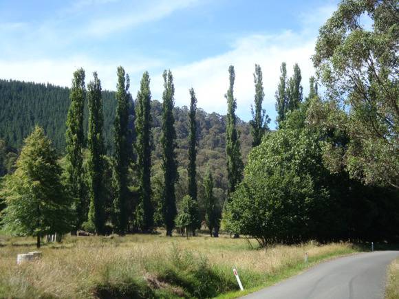 T11399 Populus nigra italica distance from south