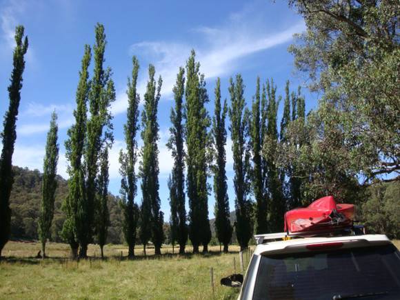 T11399 Populus nigra italica