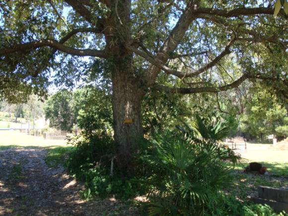 T11401 Quercus leucotrichophora