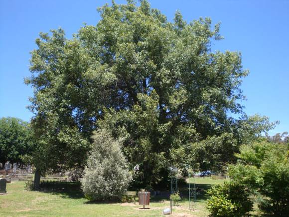 T11401 Quercus leucotrichophora