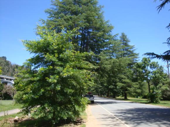 T11402 Quercus palustris et alia