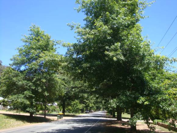 T11402 Quercus palustris et alia