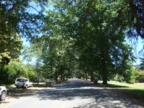 T11402 Quercus palustris et alia