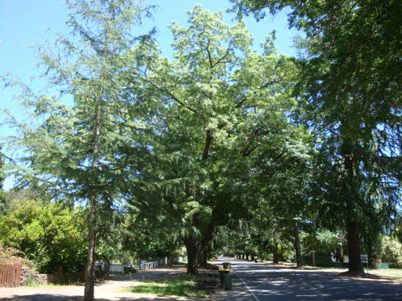 T11402 Quercus palustris et alia