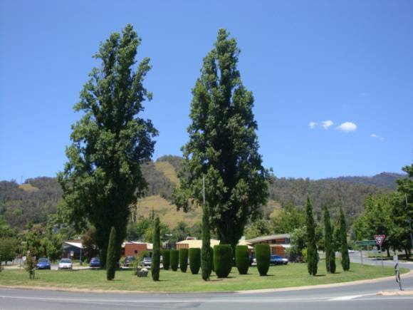 T12111 Populus nigra var italica