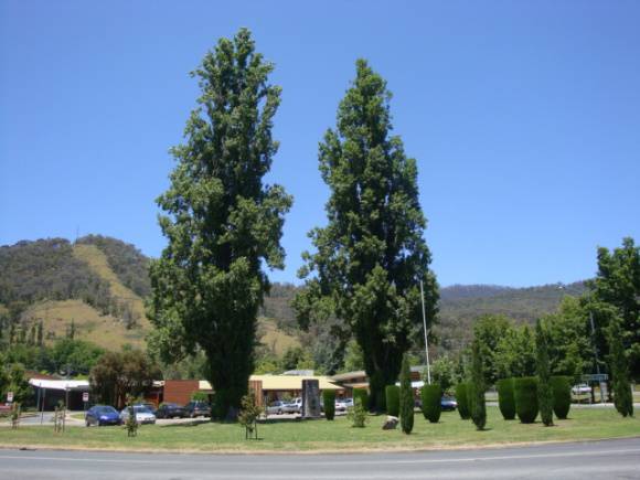 T12111 Populus nigra var italica