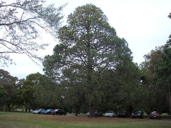 T11895 Pinus roxburghii 