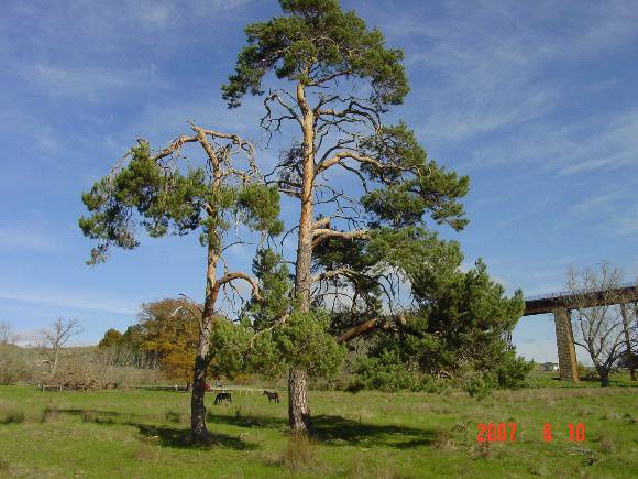 T11920 Pinus sylvestris