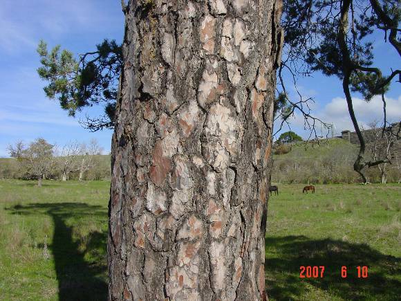 T11920 Pinus sylvestris