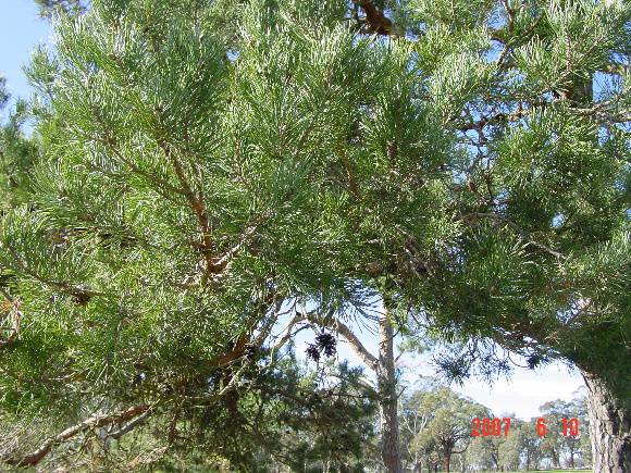 T11920 Pinus sylvestris
