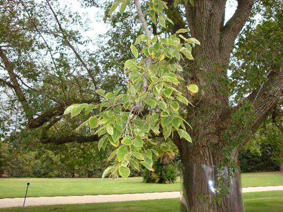 T11243 Ulmus minor 'Variegata
