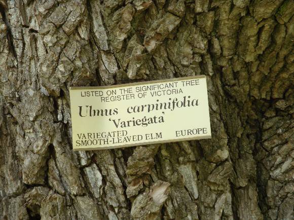 T11243 Ulmus minor 'Variegata