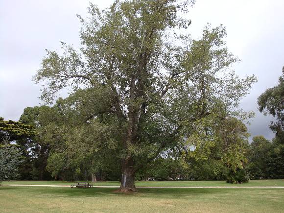 T11243 Ulmus minor 'Variegata