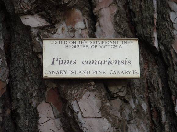 T11244 Pinus canariensis 