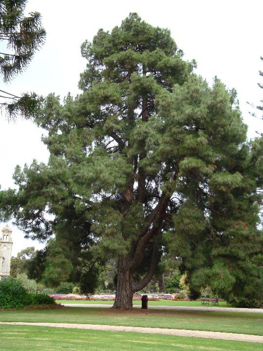 T11244 Pinus canariensis 