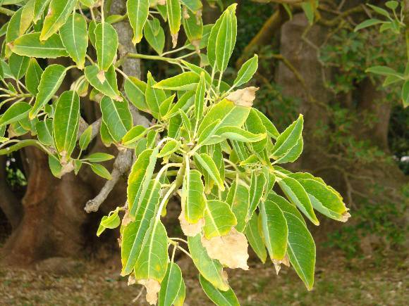 T11245 Phytolacca dioca  