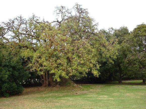 T11245 Phytolacca dioca 