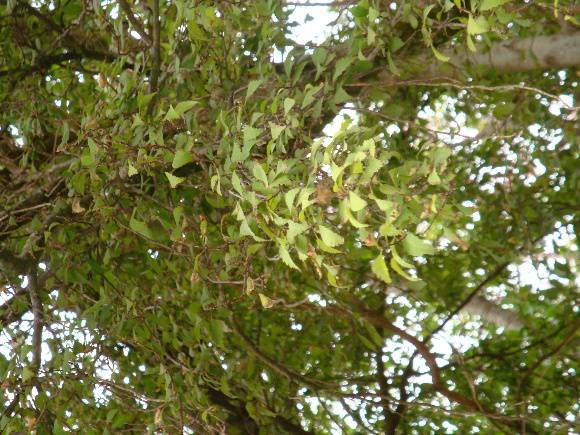 T11246 Plagianthus betulinus