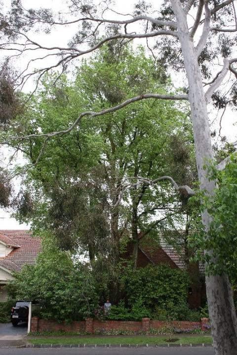 T12151 Ulmus Minor 'Variegata' 
