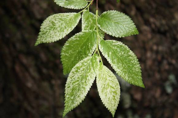 T12151 Ulmus Minor 'Variegata' 