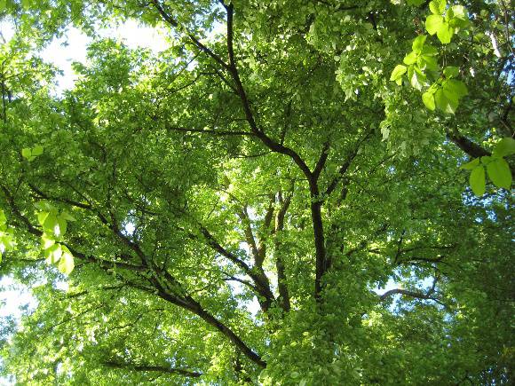 T12151 Ulmus Minor 'Variegata' 