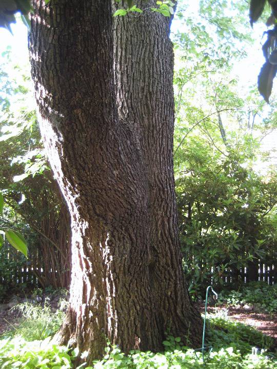 T12151 Ulmus Minor 'Variegata'