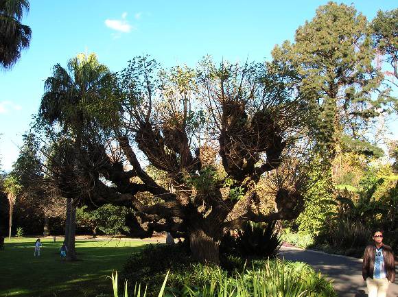 T12150 Erythrina Cristi-Galli 