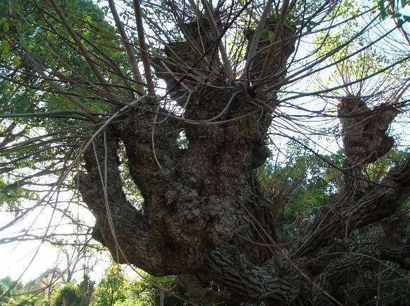 T12150 Erythrina Cristi-Galli 