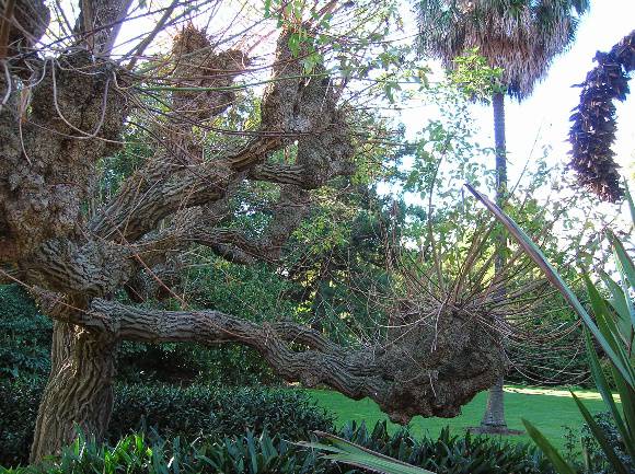 T12150 Erythrina Cristi-Galli 