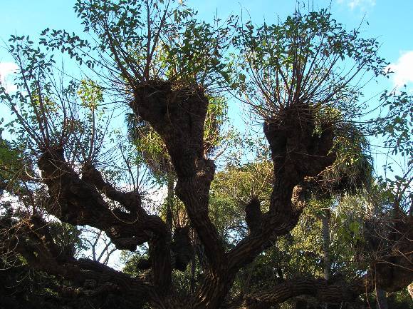 T12150 Erythrina Cristi-Galli 