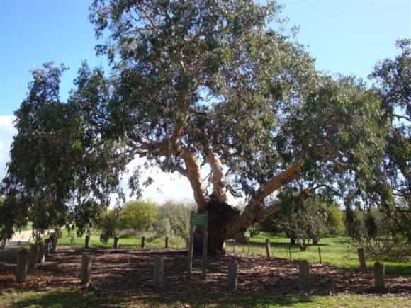 T12149 Eucalyptus Camaldulensis 